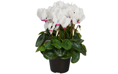 Cyclamen
