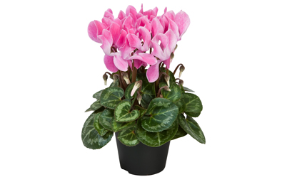 Cyclamen