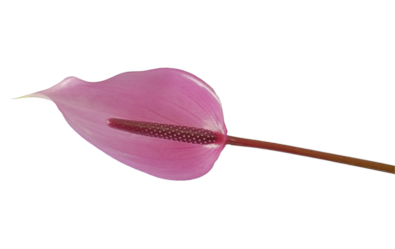 Anthurium5