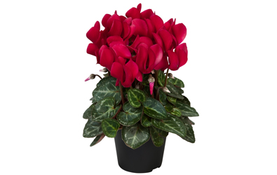 Cyclamen