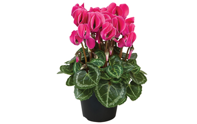 Cyclamen