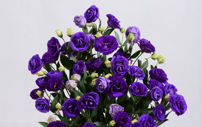 Rosina Blue