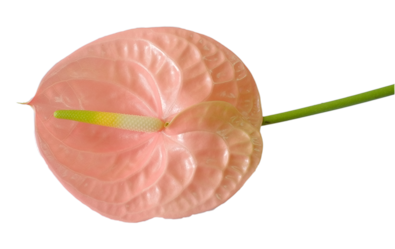Anthurium6