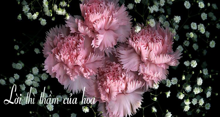 Lời thì thầm của hoa cho một nửa diệu kì của cuộc sống