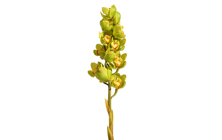Cymbidium