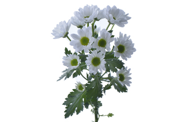 Bridal white