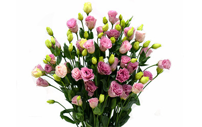 ABC Rose