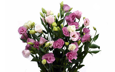 Flare Rose Deep