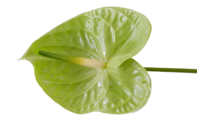 Anthurium7