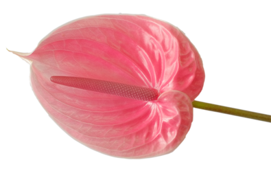 Anthurium8