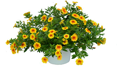 Volcano Gold