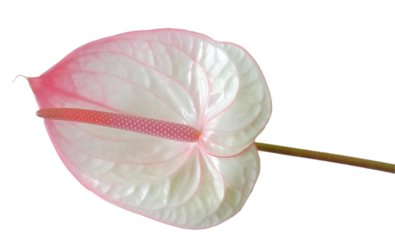Anthurium9