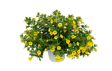 Aloha Canary Yellow 2014
