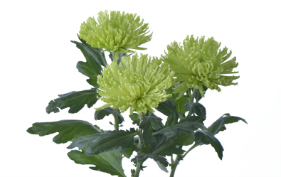 Anatasia Dark Lime