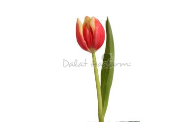 Leen Van Der Mark