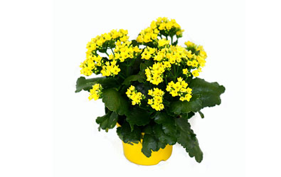Ingrid 3-plants