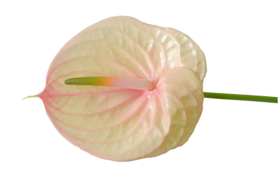 Anthurium10