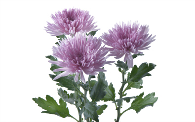 Anatasia Pink