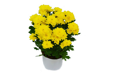 Chrysal Yellow
