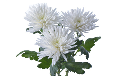 Anatasia White