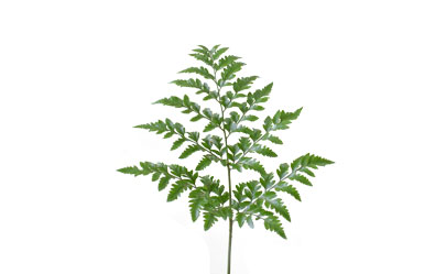 Leather Fern Leaf normal