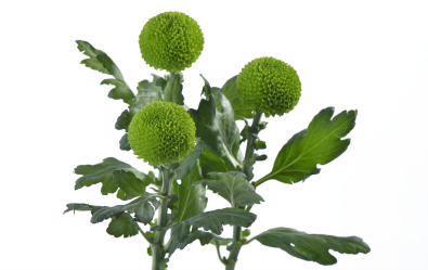 Feeling Green