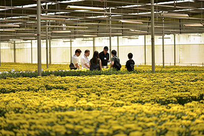 Press Release: Dalat Hasfarm Flower Trials 2016 - Inspiration and Innovation