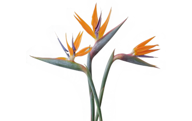 Bird Of Paradise