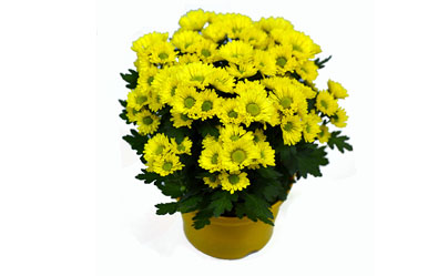 Swifty yellow