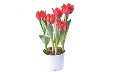 Red Plamt