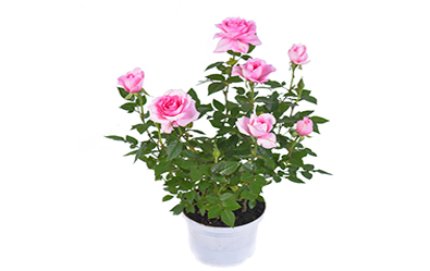 Cajsa Pink