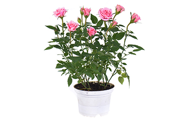 Nenza Pink