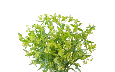 Euphorbia
