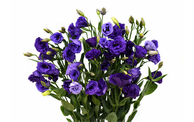 Flare blue Deep