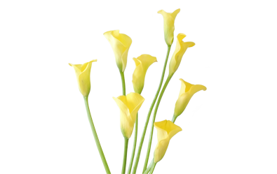 Cala Lily