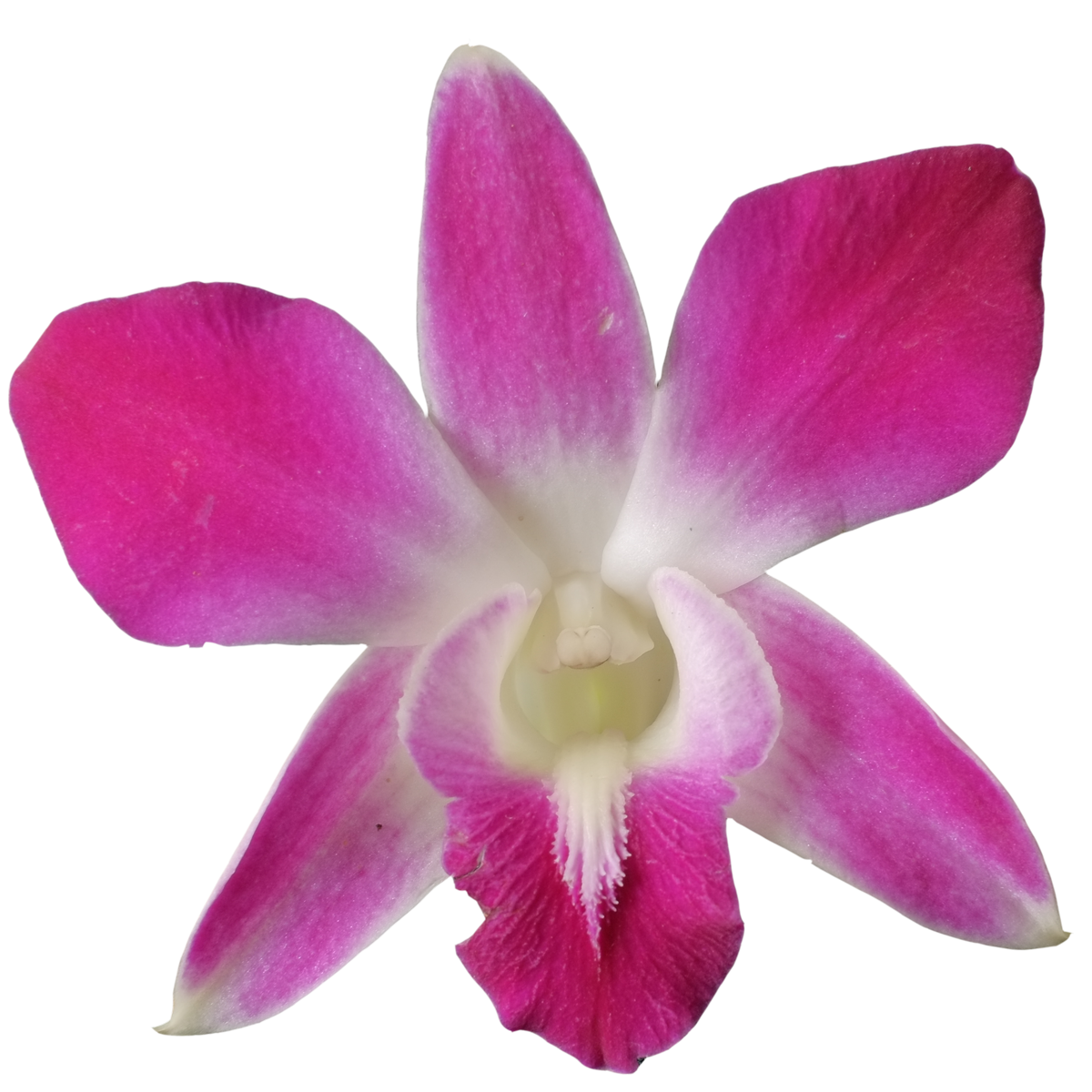 Dendrobium Sonia Born