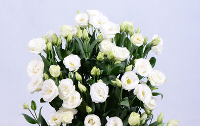 Bridal Snow