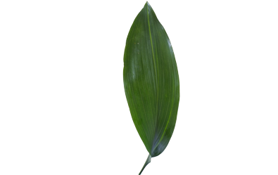 Aspidistra