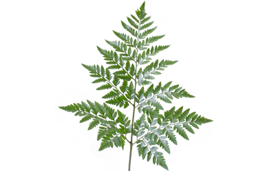 Leather Fern Leaf Mild