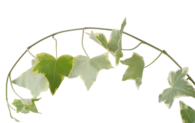 Hedera