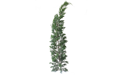 Pine Tree