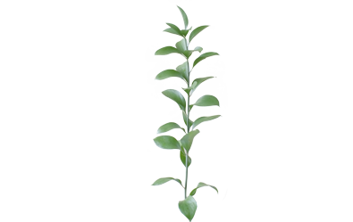 Ruscus
