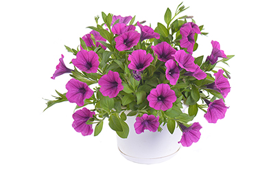 Fortunia Dark Purple