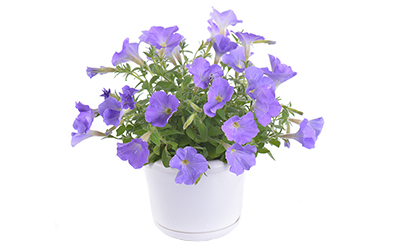 Petunia S. Blue sky