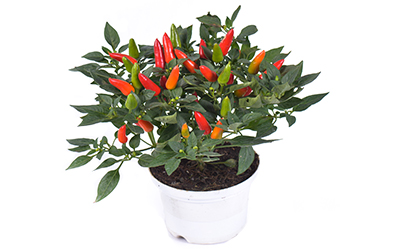 Acapulco Red
