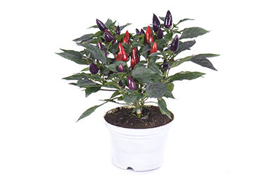Acapulco Purple