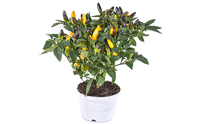 Acapulco Yellow