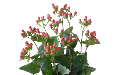 Hypericum