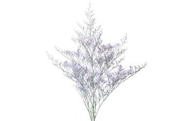 Limonium