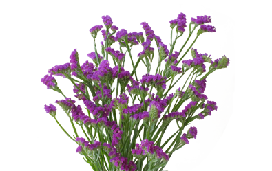 Statice Dark Purple